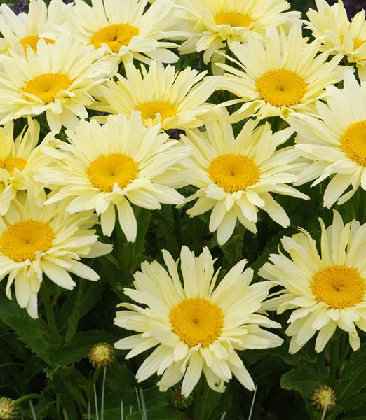 Leucanthemum maximum 'Banana Cream'